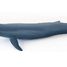 Baleine bleue PA56037 Papo 5