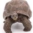 Figurine Tortue des galapagos PA50161-3929 Papo 5