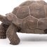 Figurine Tortue des galapagos PA50161-3929 Papo 2