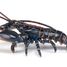 Figurine Homard PA-56052 Papo 4