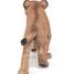 Figurine Jeune Smilodon PA-55081 Papo 4