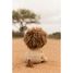 Peluche Lion Safari Friends LD8359 Little Dutch 8