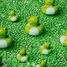 Bulle de bain Grenouilles PB85775 Petit Boum 5