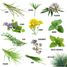 12 sachets de graines Plantes pour chat RC-140947 Radis et Capucine 2