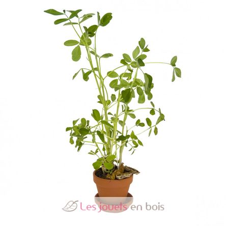 Radis et Capucine - Plante Qui Pétille À Faire Pousser - Pot 8 cm :  : Jardin