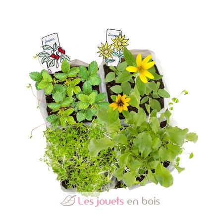 Coffret Mini Potager RC-034139 Radis et Capucine 6