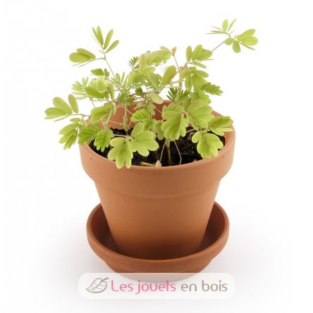 Je fais pousser mon Mimosa pudica RC-025965 Radis et Capucine 2