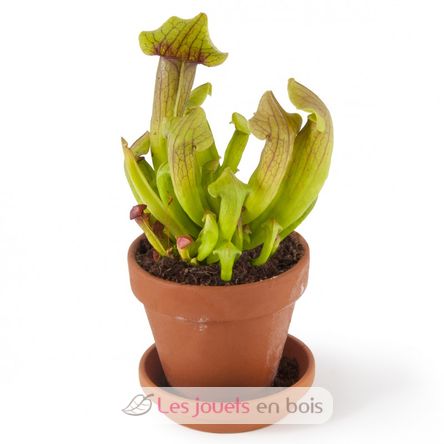 Je fais pousser ma Plante carnivore RC-027001 Radis et Capucine 2