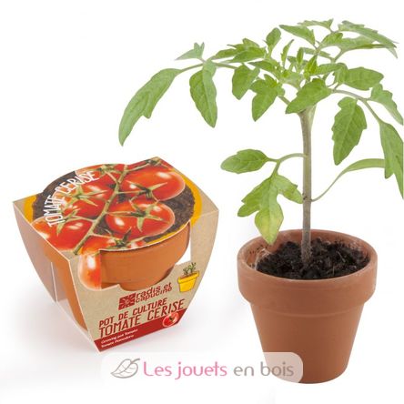 Tomate cerise bio en pot de culture RC-003565 Radis et Capucine 1
