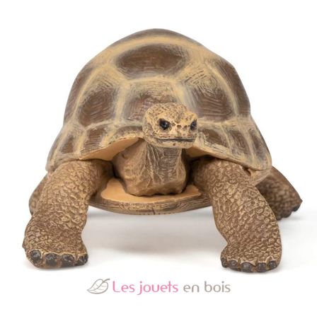 Figurine Tortue d'Hermann PA-50264 Papo 3