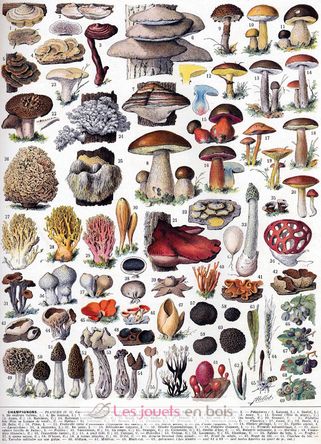 Les champignons de Millot A1092-250 Puzzle Michèle Wilson 2