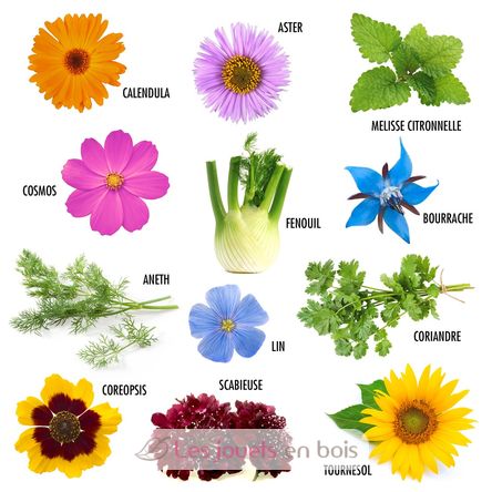 12 sachets de graines Fleurs à Papillons RC-140948 Radis et Capucine 3