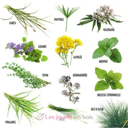 12 sachets de graines Plantes pour chat RC-140947 Radis et Capucine 2