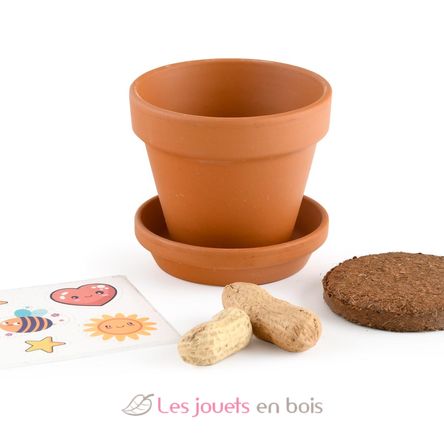 Je fais pousser mes Cacahuètes RC-014264 Radis et Capucine 4