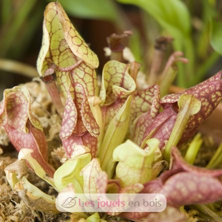 Je fais pousser ma Plante carnivore RC-027001 Radis et Capucine 6