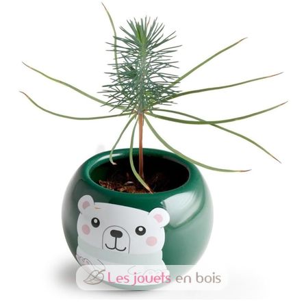 Mon sapin de Noël à faire pousser RC-143304 Radis et Capucine 5